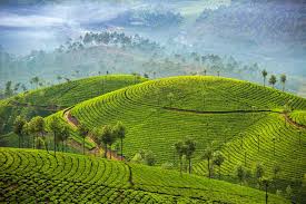 Tea Plantations